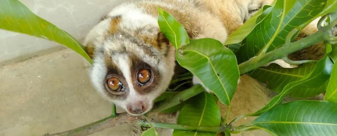 云南德宏一级保护动物蜂猴,云南德宏蜂猴视频