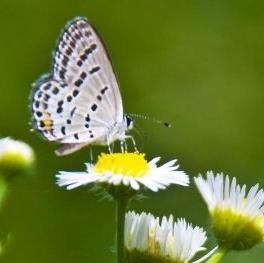 心理测试选一束花测你的真命天子,心理测试未来的桃运