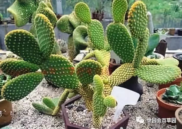 当中药碰上多肉，好吃又健康