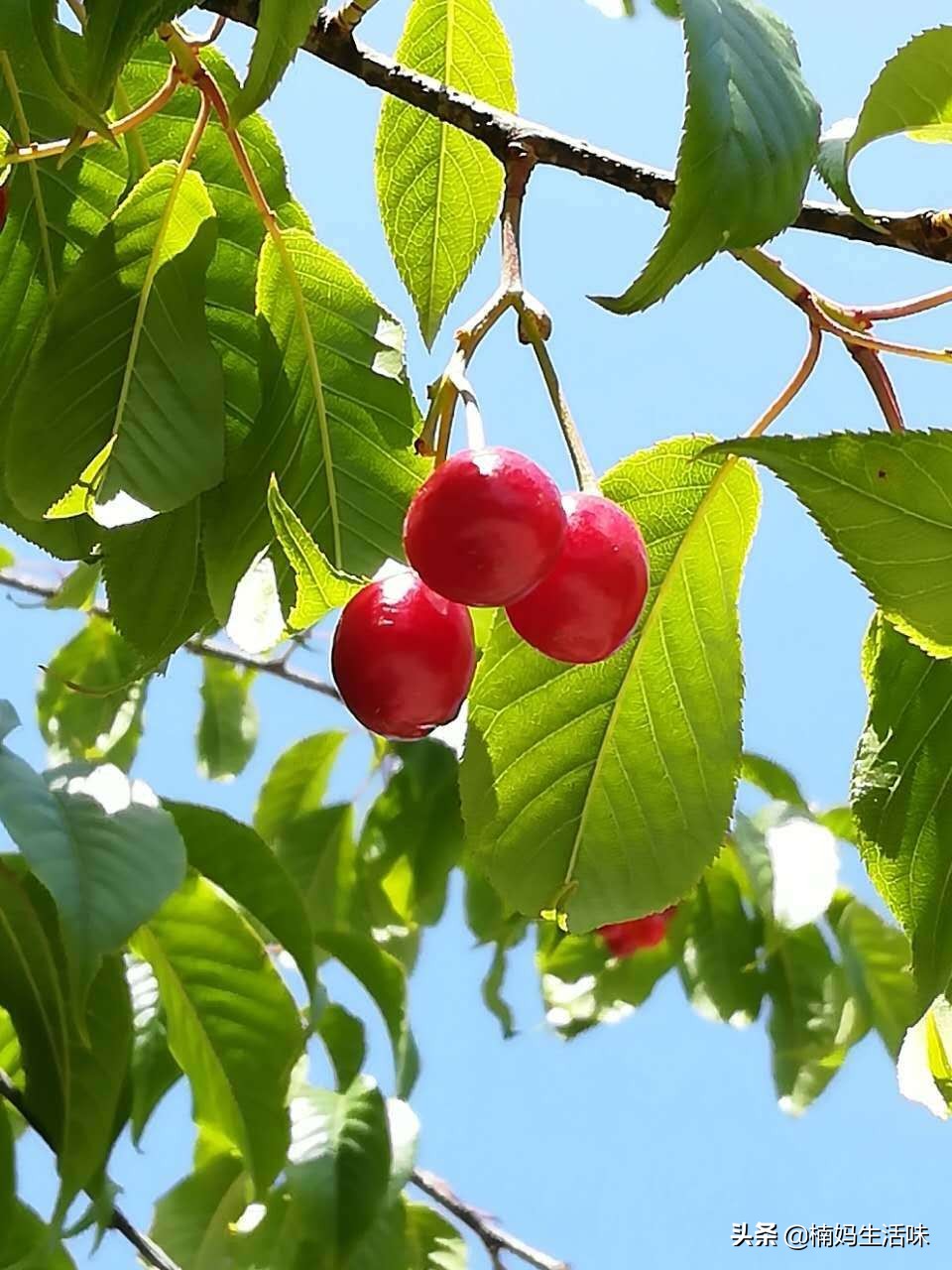 樱桃吃不完易坏，卖樱桃的大姐告诉我方法，以后知道怎么处理了