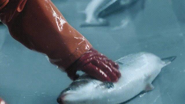 网箱养鱼生财之路,网箱养鱼退养视频