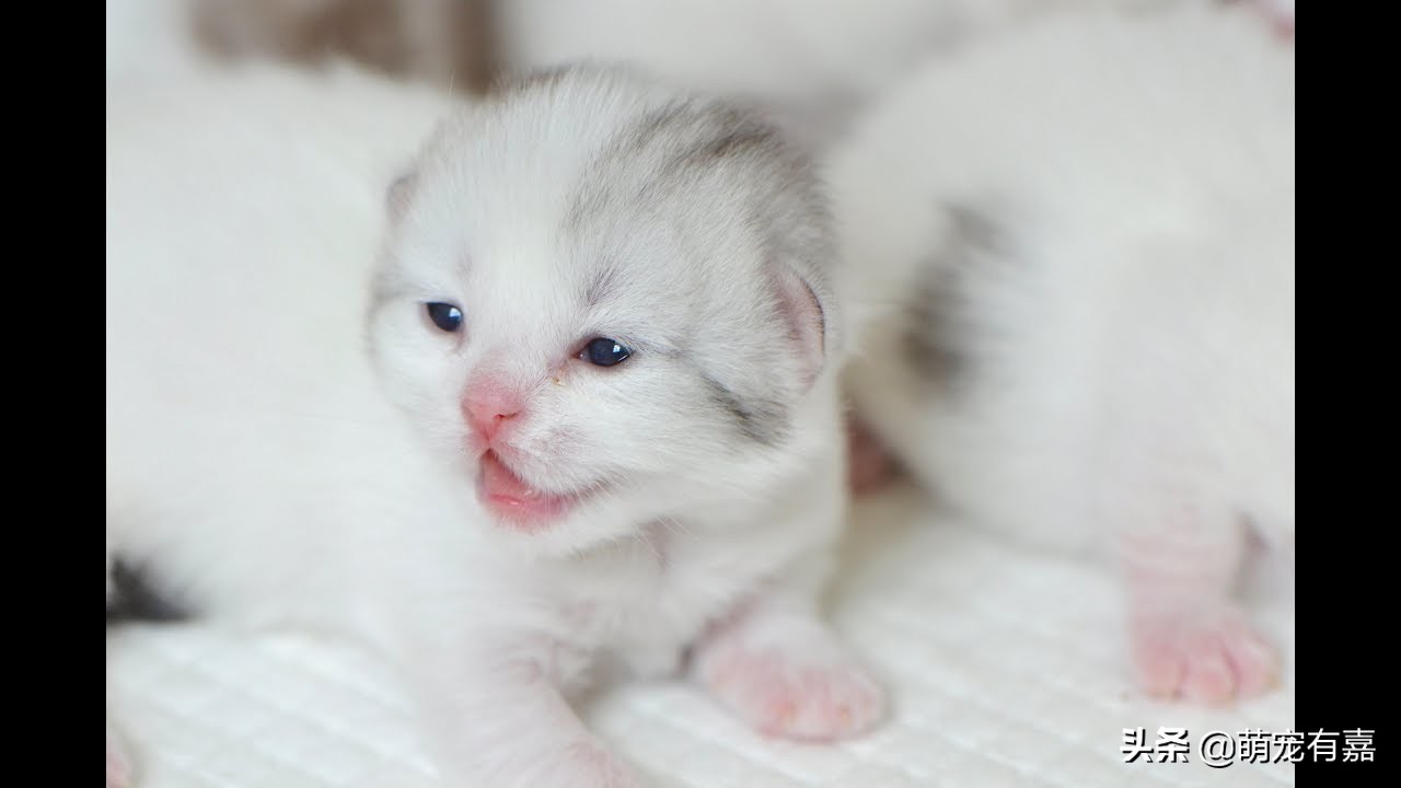 刚出生奶猫怎么救助,流浪猫会怎么对待哺乳期的母猫
