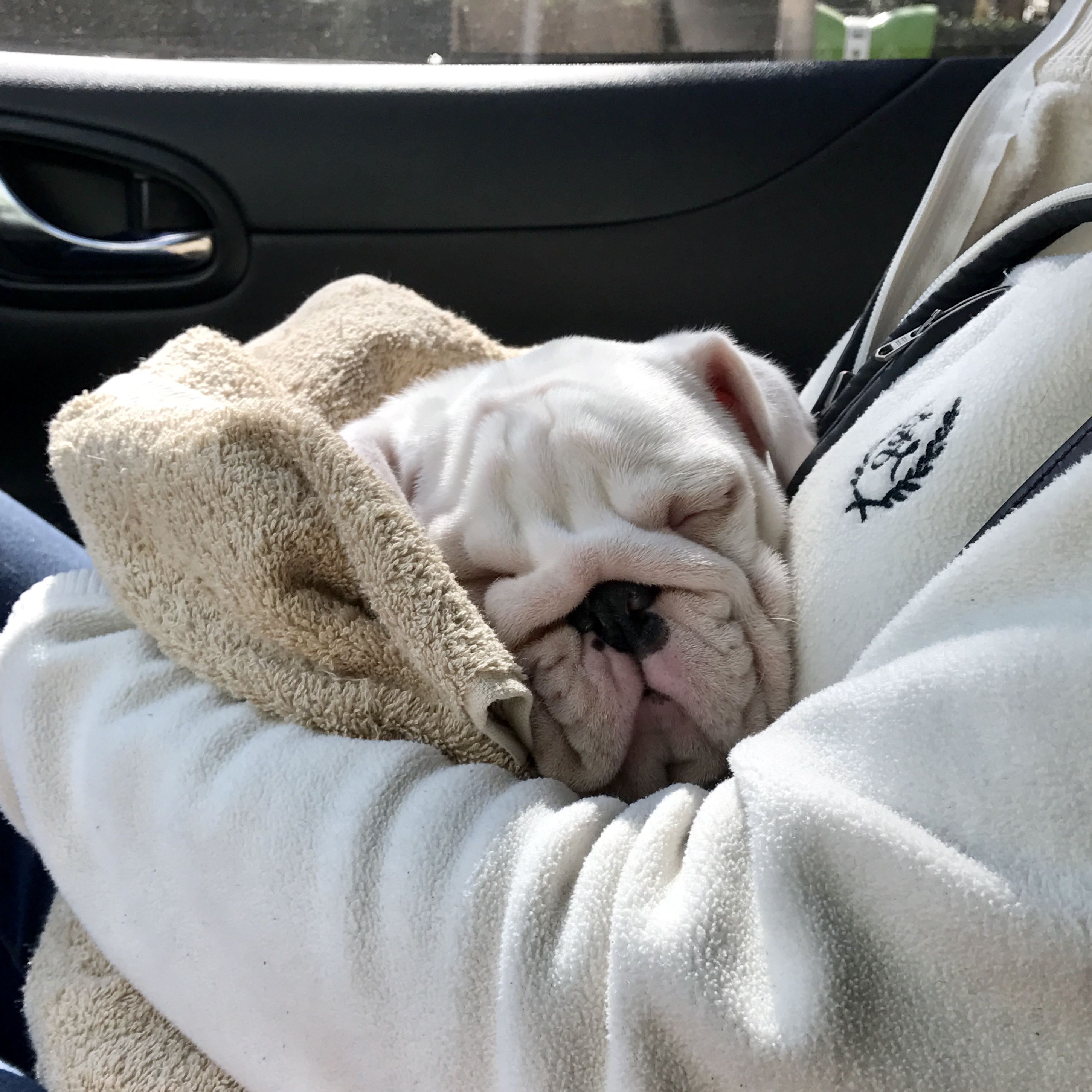 英牛分娩,英牛怀孕40天什么样