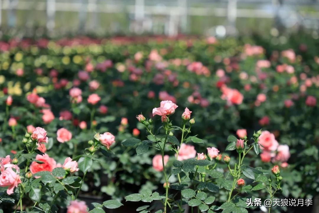 都说“最美人间四月天”，应该就是月季开花的模样吧！