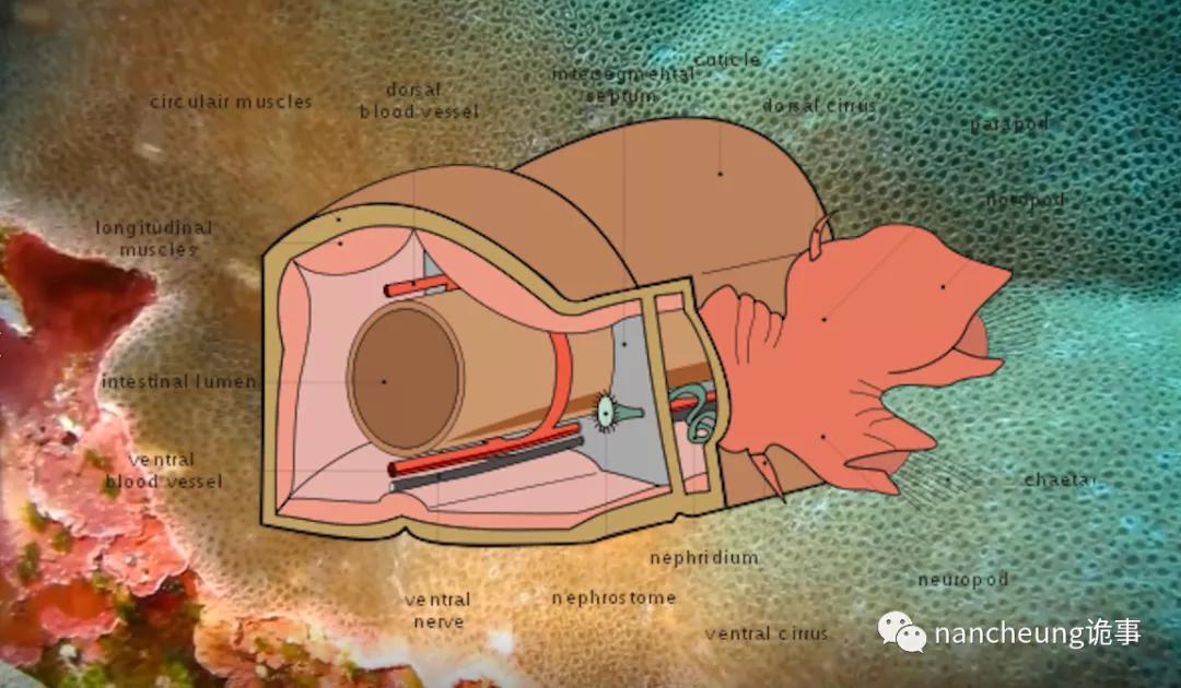 深海迷航第49天神秘生物,深海海底神秘的10种生物