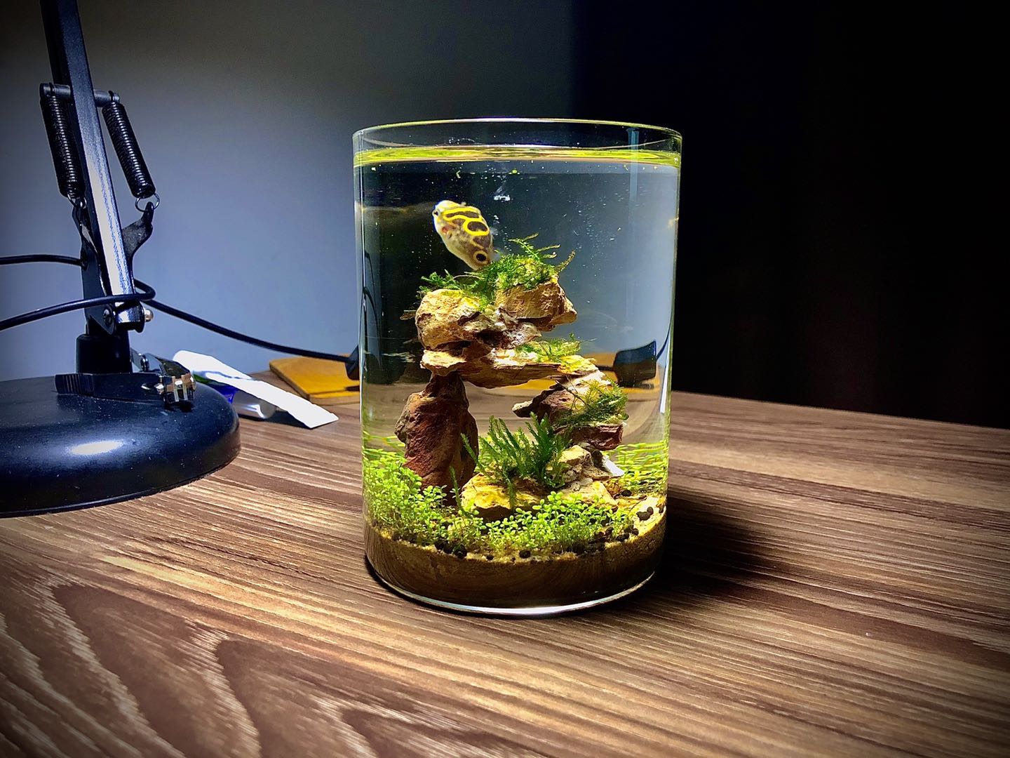 什么叫做生态鱼,生态鱼缸水是什么水