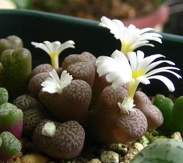 多肉生石花好看视频,多肉生石花开图