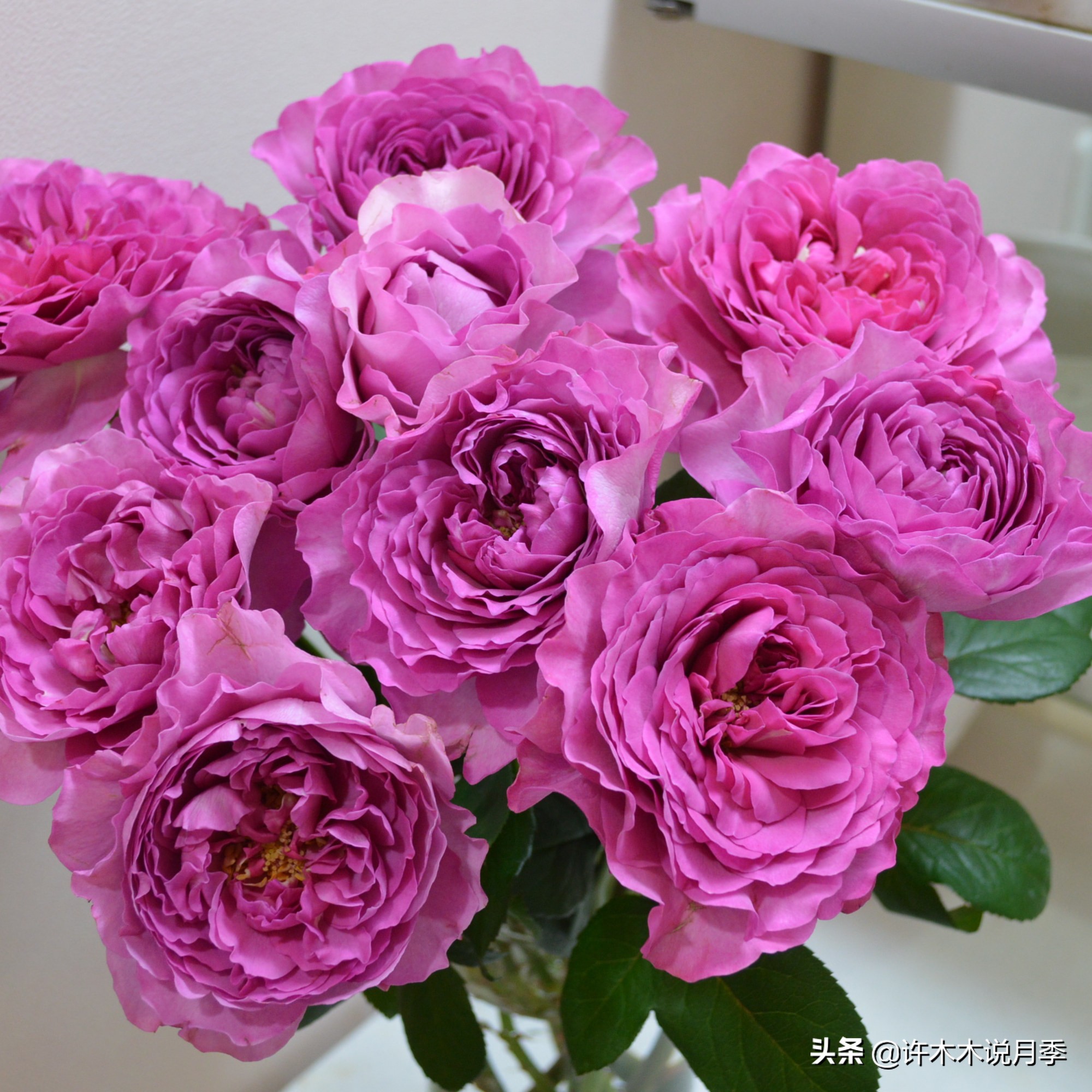 月季常见叶子问题,月季都有什么病怎么治