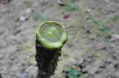 葡萄树伤流是什么原因,葡萄伤流的原因和危害