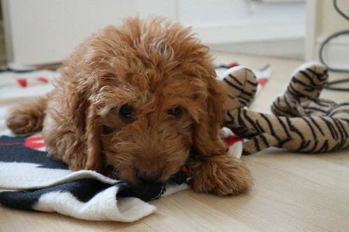 贵宾犬几个月停止骨骼生长,贵宾犬容易生病吗视频