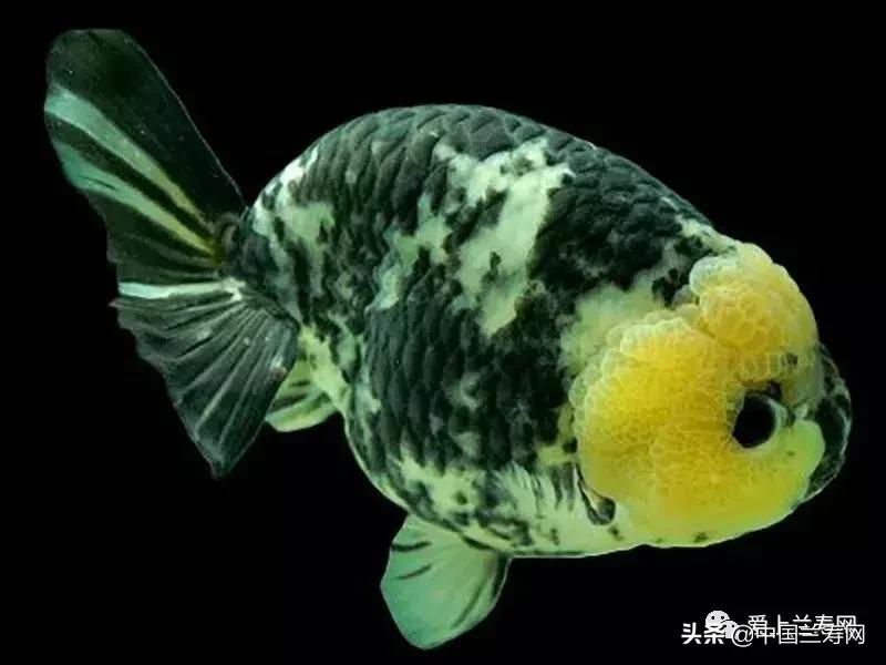 兰寿金鱼鲨鱼鳍品种图片大全,金鱼泰狮与兰寿是一个品种吗