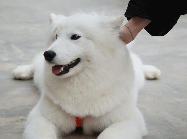 对外人警惕性最高的狗狗,最危险的七种狗狗遇到一定要躲开