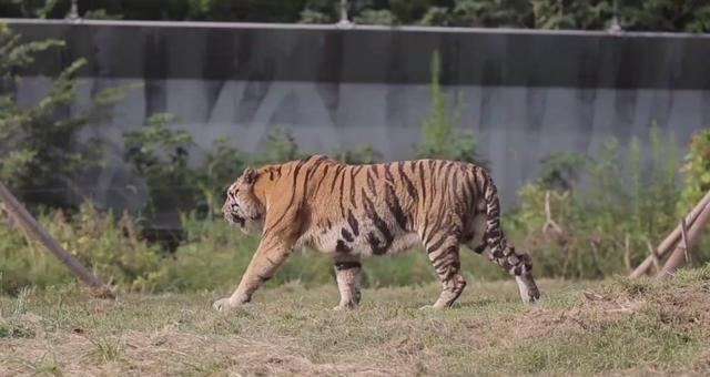孟加拉虎捕猎网纹蟒,孟加拉虎和网纹蟒