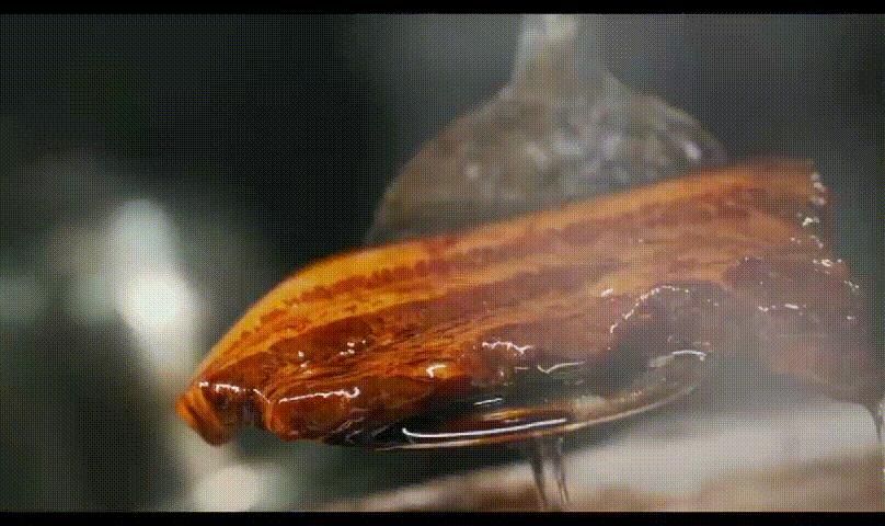 济南把子肉和干饭的区别,正宗的干饭把子肉