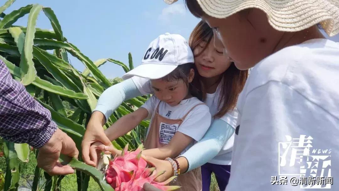 火龙果爆开,红心火龙果大爆单