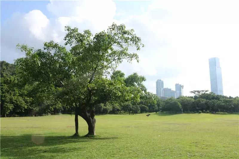 深圳莲花山真的美,深圳莲花山有什么特别的地方
