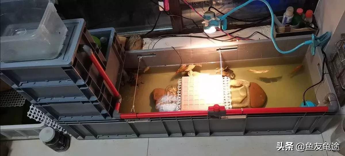 养鱼新手用的是圆形鱼缸该怎么办,新手养鱼选什么鱼缸