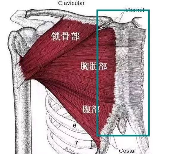 练胸肌中缝哑铃,胸肌中缝如何练