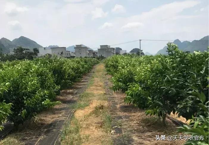 黄龙病使柑橘退化,柑橘黄龙病产业调整指导意见