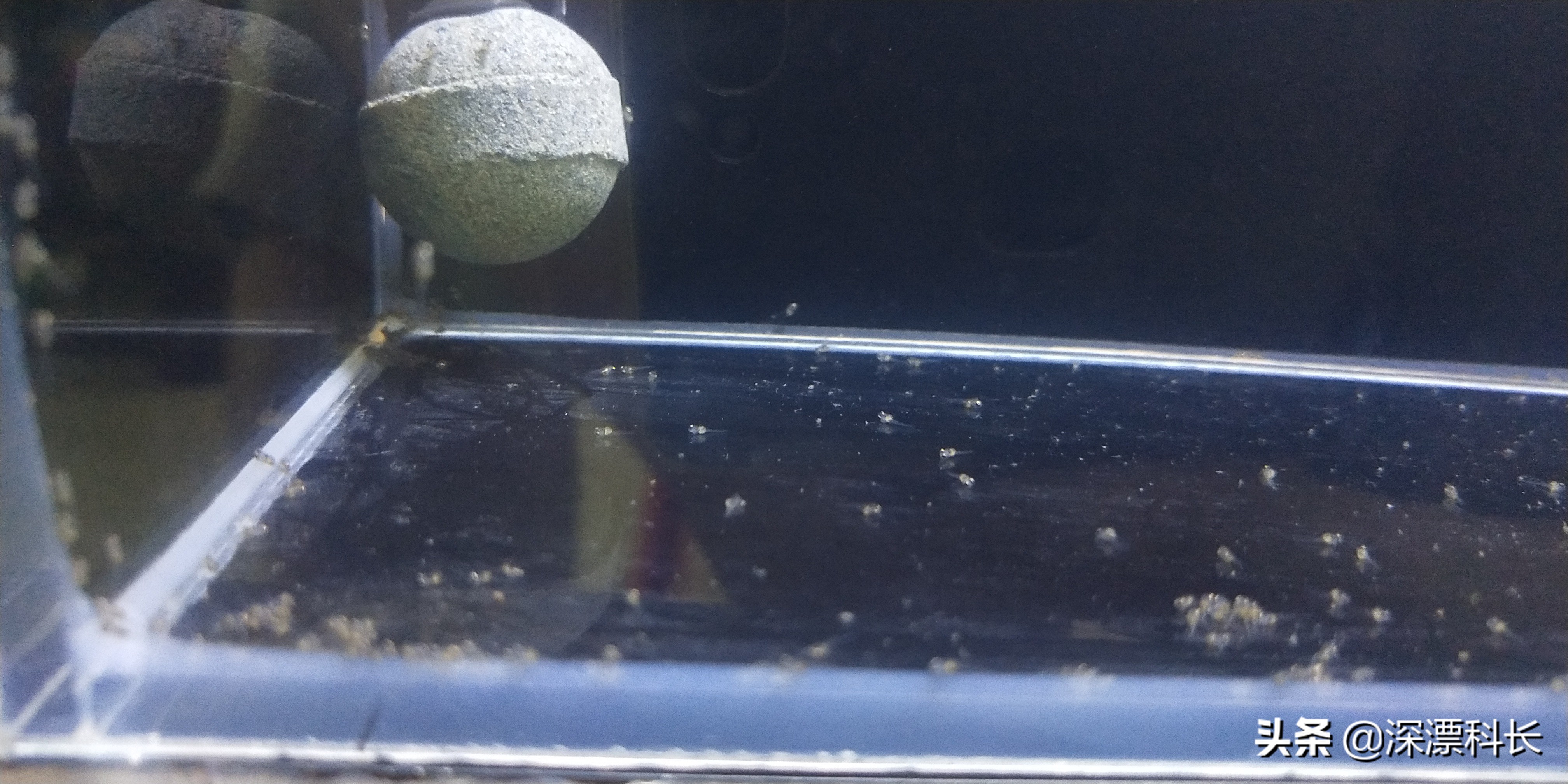 荷兰凤凰球和金波子哪个好养,金波子荷兰凤凰