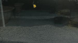 逗钓实操调漂技巧图解大全,钓鱼传统钓法是怎么调漂的