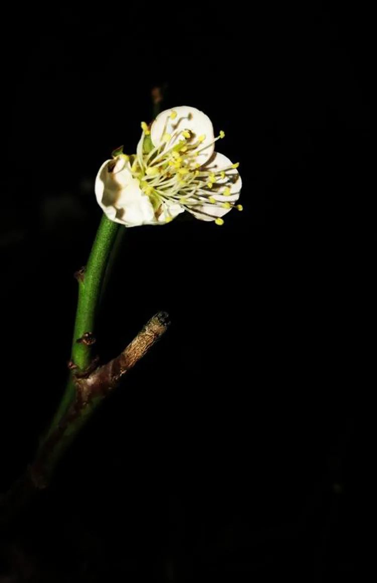 怎么拍出背景是黑色的人物照片,苹果手机如何拍出黑色背景照片