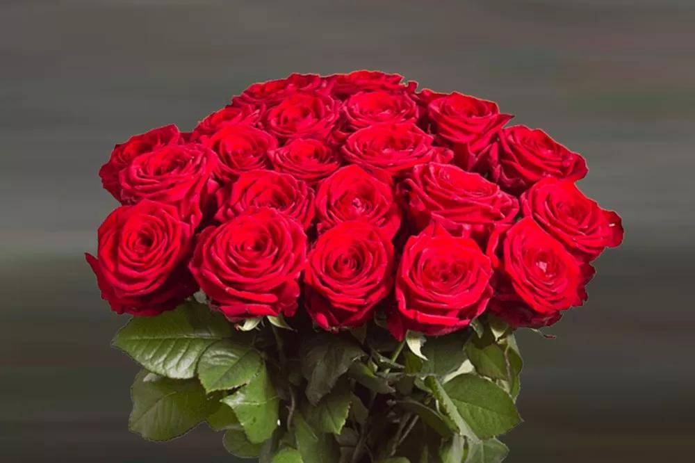 花店必备的5款玫瑰,鲜花图鉴一次性认识30种玫瑰花