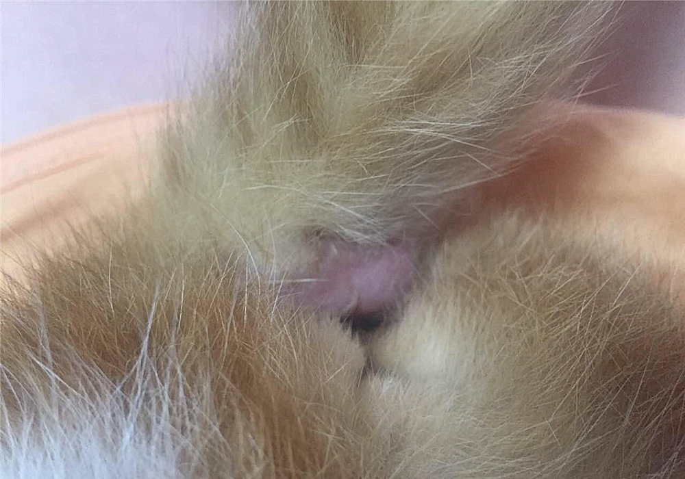 猫咪的肛门腺不一定要挤，但前提是主人做好定期检查