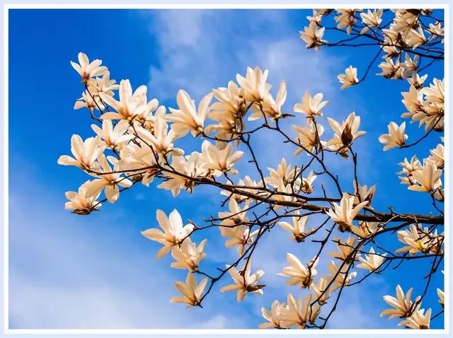 魔都四月赏花,魔都春季赏花好地方