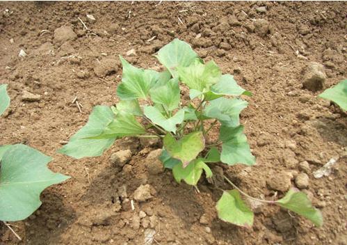 大黄素甲醚防治甘薯病毒病,甘薯病毒病的防治