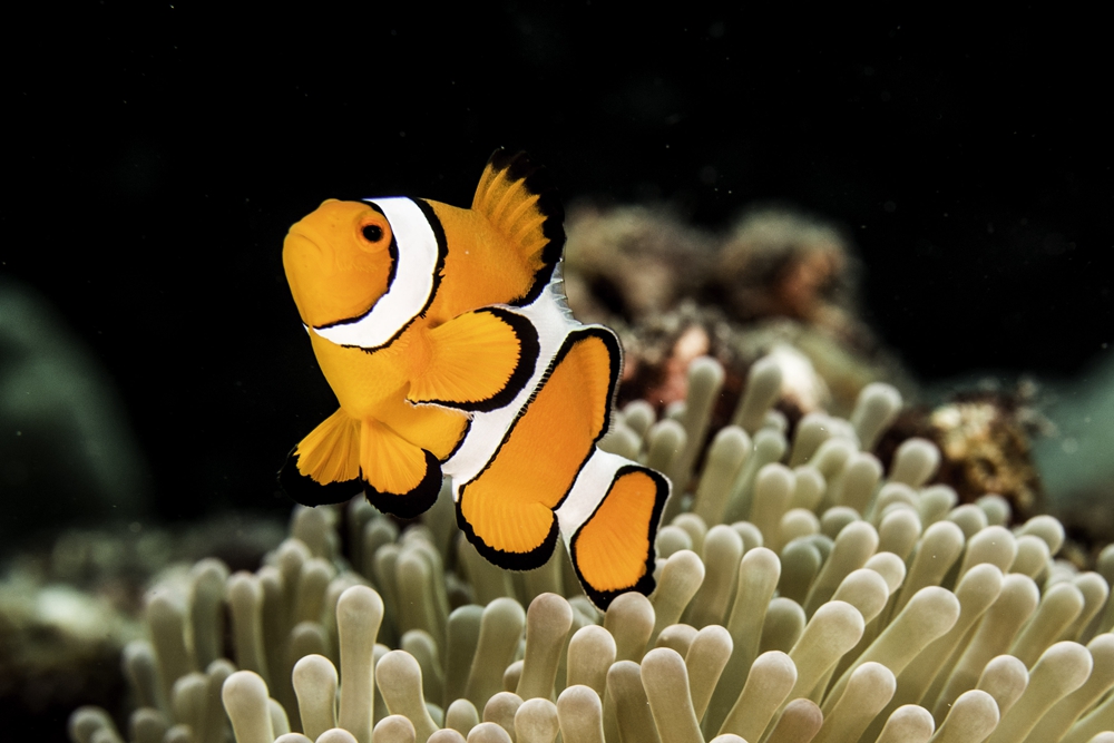 兰塔哈哈岛简介,泰国芭提雅兰岛潜水