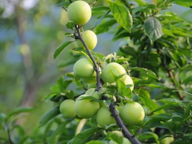 晚熟汶川青脆李,汶川青脆李几月份成熟