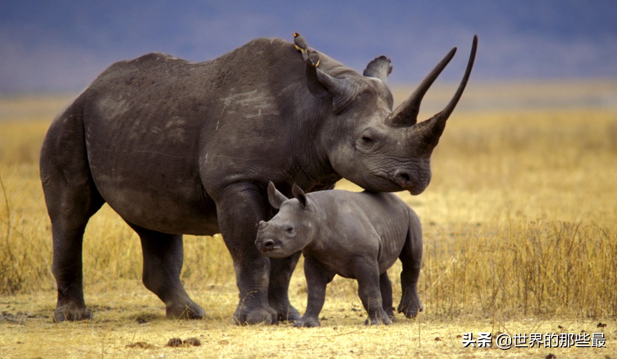 世界上都有哪些比较猛的猛兽,全世界最厉害的的十大猛兽