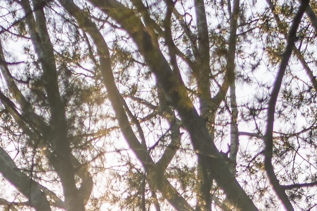 尼康z50mmf1.8,尼康定焦50mmf1.8g镜头拍照效果