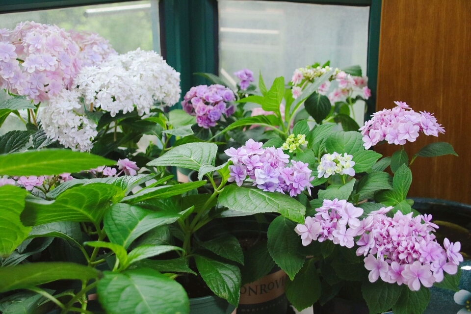 我养的花有点叶子不绿了怎么办,绣球的花苞枯萎怎么办修剪