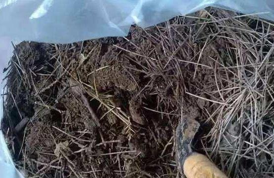 盆栽土如何处理,盆栽土表层全都是根怎么处理