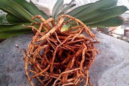 绿萝玉树君子兰能用一种营养液吗,绿萝君子兰怎么养才能更旺盛