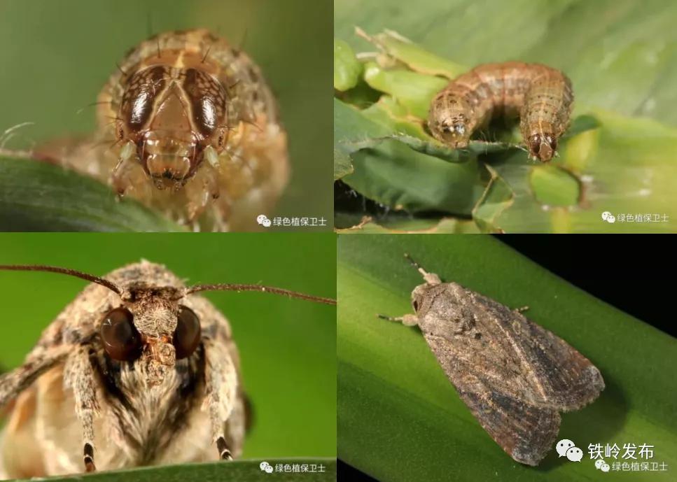 铁岭新闻20191011,铁岭市新闻今日头条