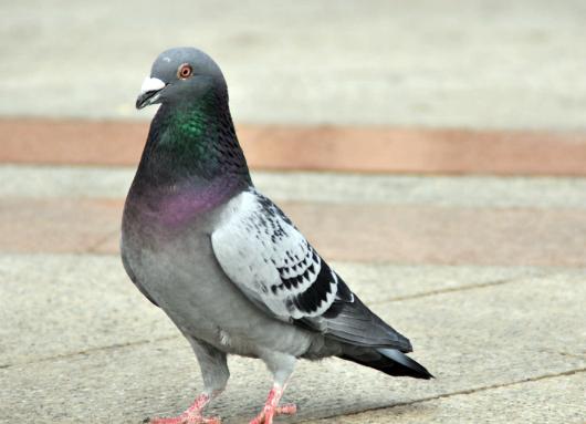 原来养鹦鹉这么快乐,原来养鸽子都喂稻谷