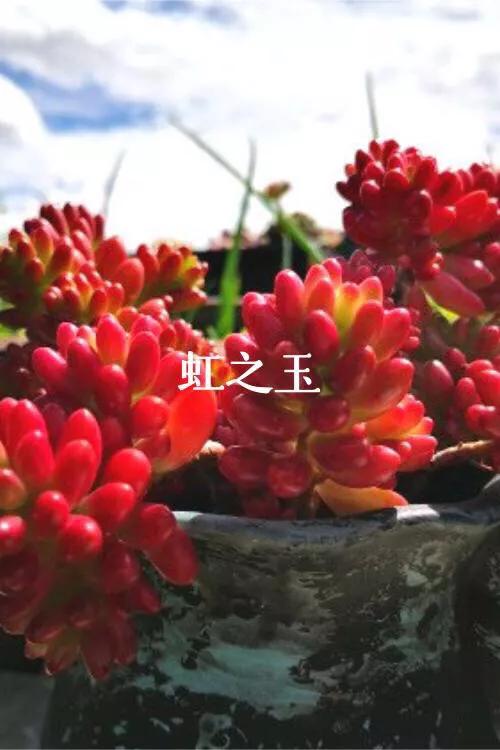 长寿花属多肉类植物,多肉类植物有哪些