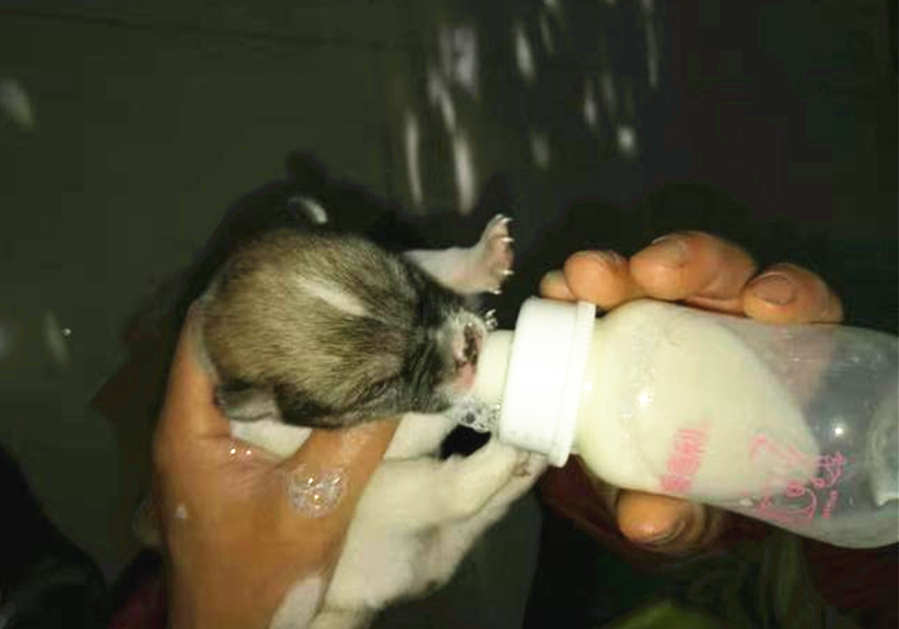 辟谣羊奶比鲜牛奶好,羊奶粉谣言