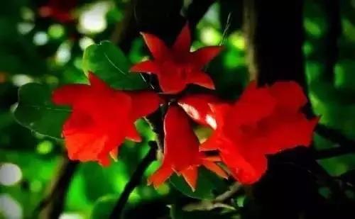 河南城市的市花有哪些花,全国56市市花图片