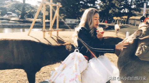 日本旅游感受日本的文化,日本旅游体验感