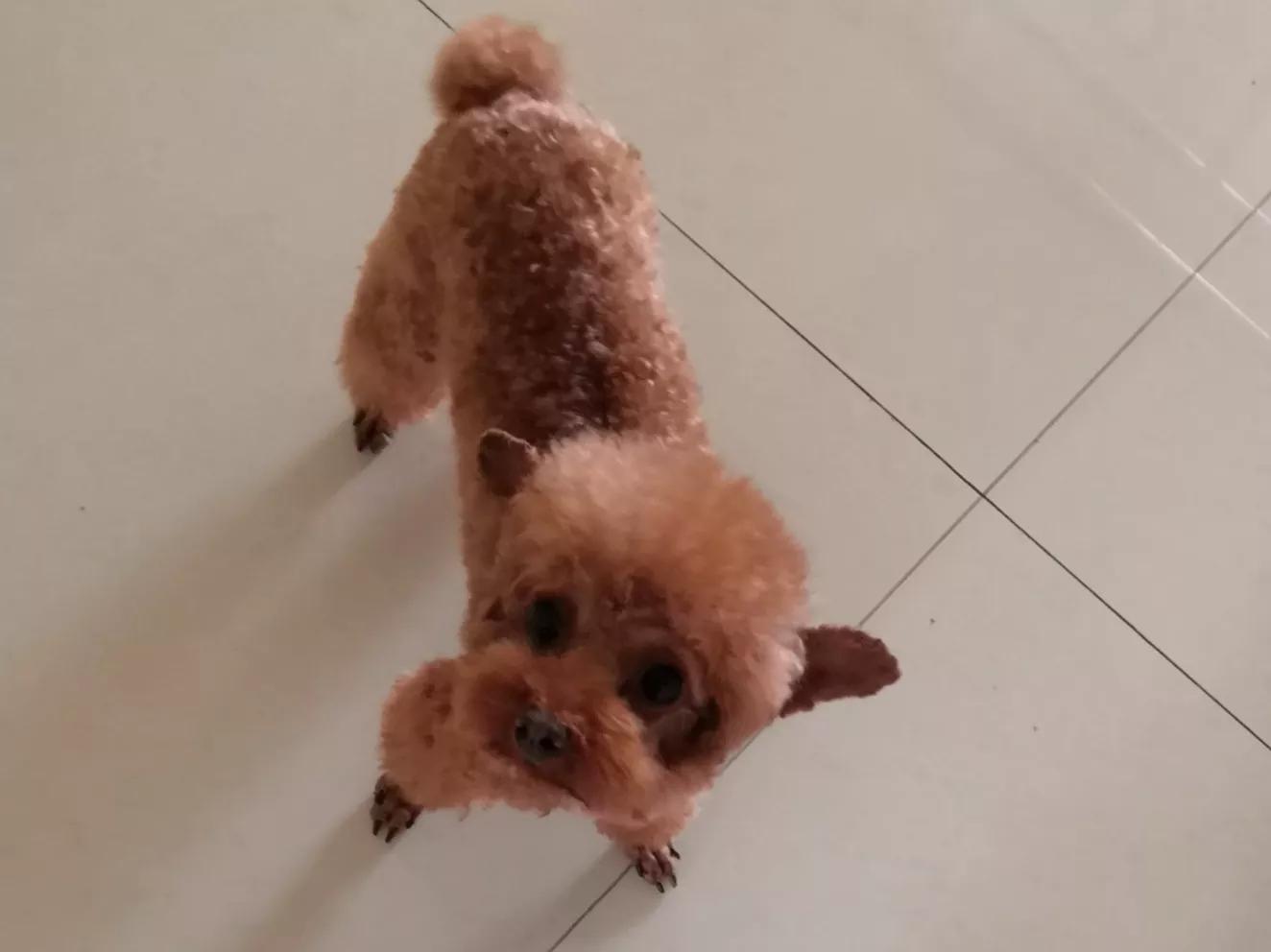 流浪的小泰迪,流浪泰迪犬的故事