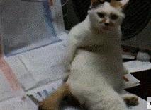 猫咪很臭又不能洗澡的时候怎么办,两个月的猫咪没洗澡太臭了怎么办