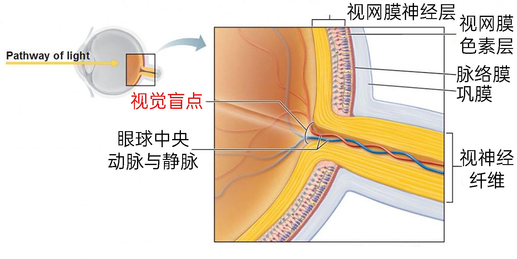 人的眼睛在动物界的水平,人的视力在动物界排名