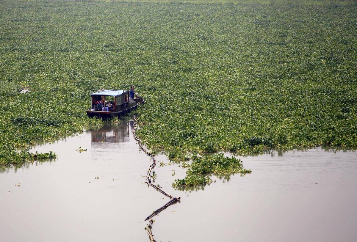 我国水葫芦为什么消失了,水葫芦泛滥成灾如今为何消失了