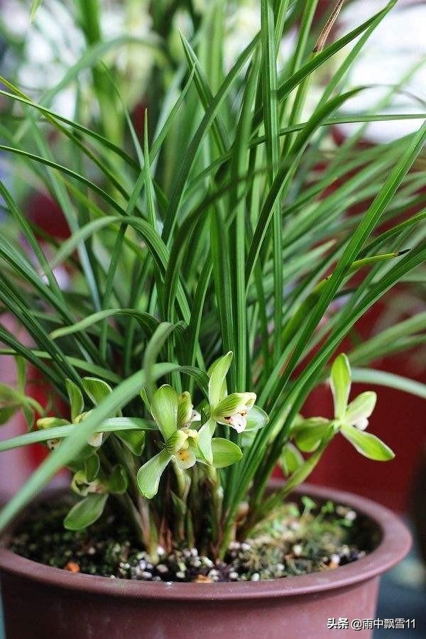 兰花怎么养才能一年四季开花,兰花开花后养殖方法和技巧