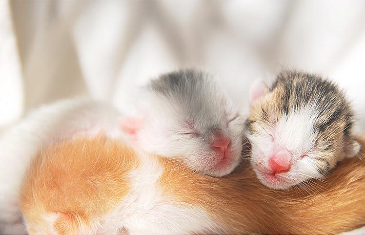 猫宫庄园,猫宫庄园如何选择适合猫咪的猫砂