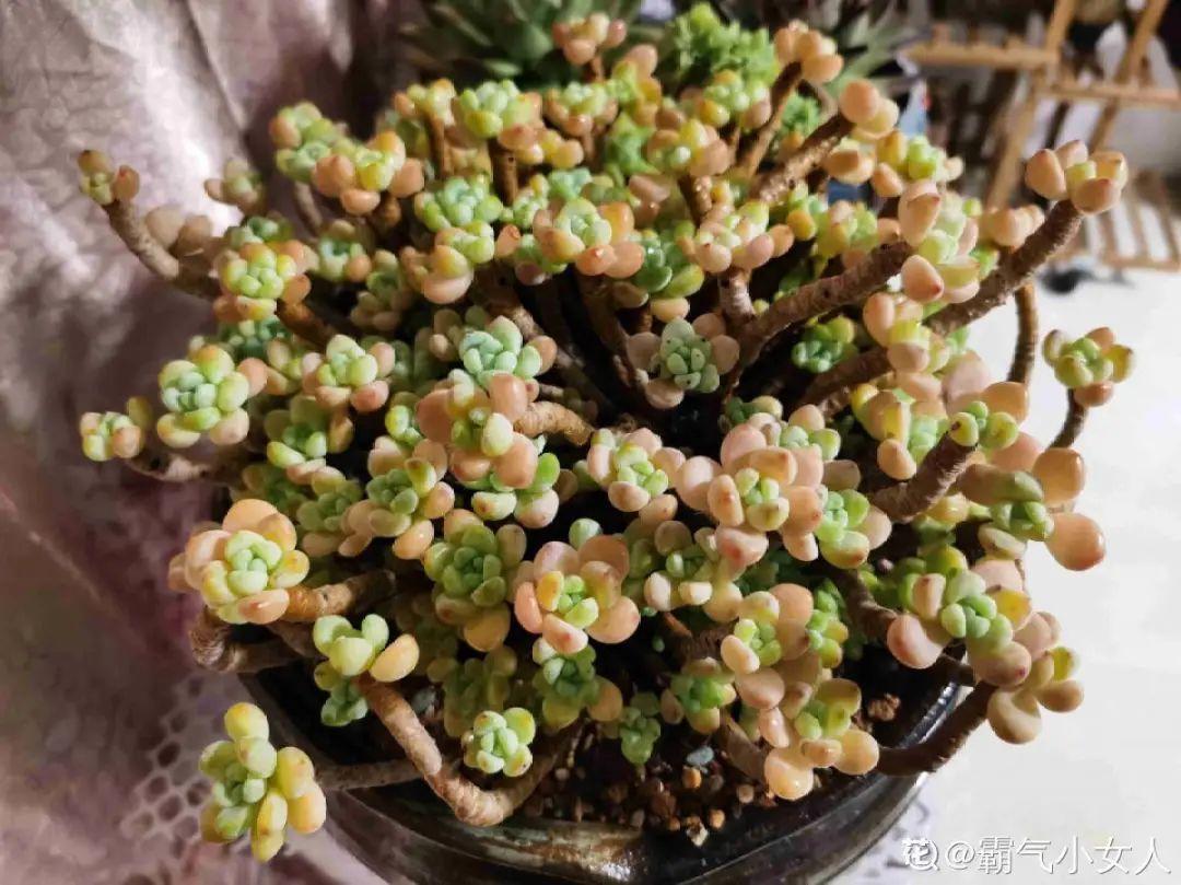 耐养的香水花,种室内香水花